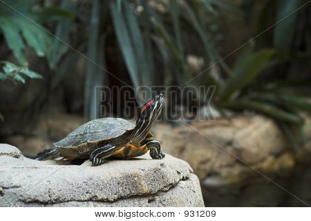 Skildpadde