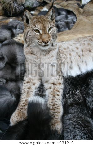 Lynx