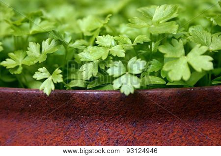 Parsley growing in old rusty pot
