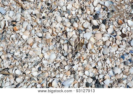 Seashells background
