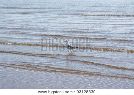 Sandy beach landscape with bird