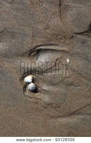 Small white seashell