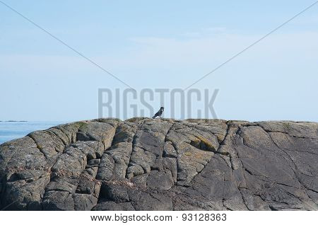 Singing magpie on rock