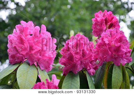 purple rhododendron flower heads