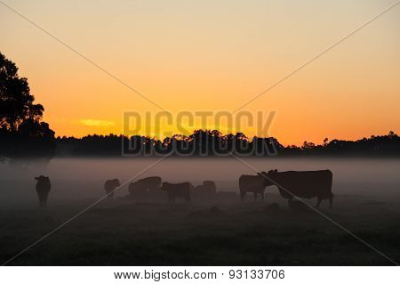 Day Dawns On The Farm