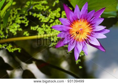 Purple Lotus