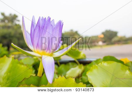 Lotus