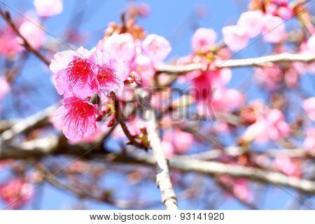 Wild Himalayan Cherry Flower