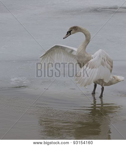 The Swan's Hug