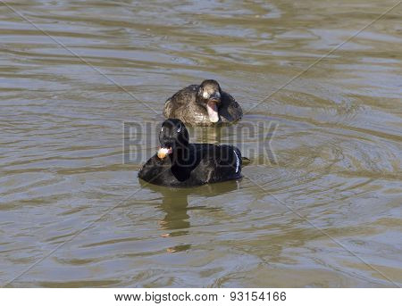 The White-winged Scoters Crazy Family