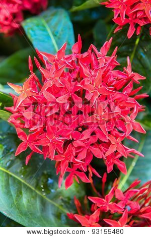 Ixora