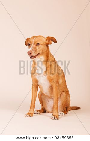 Spanish Podenco Andaluz on beige background