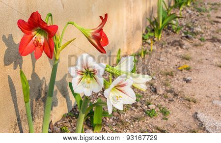 Amaryllis