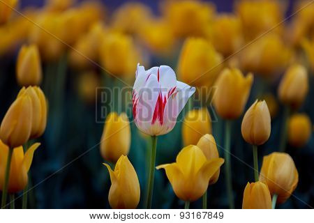 White yellow tulip