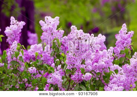 Lilacs