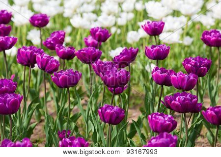 Purple Tulips