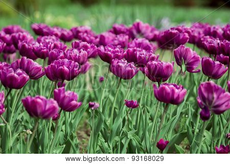 Purple Tulips
