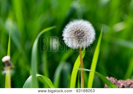 dandelion