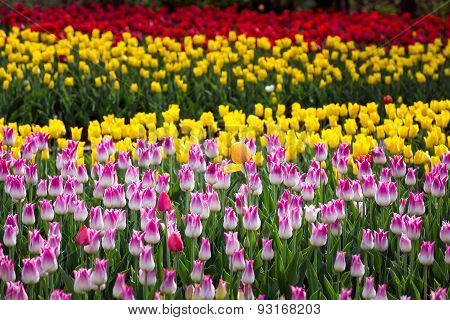 Tulips