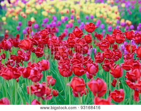 Red Tulips