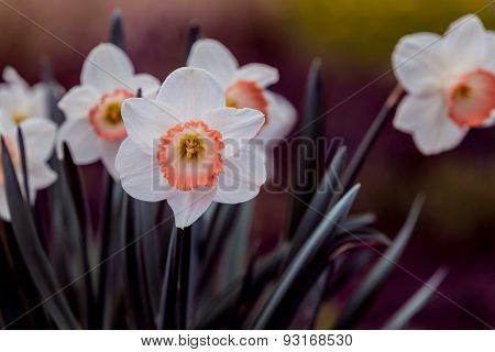 White Daffodil