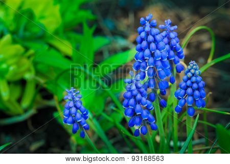 Purple Grape hyacinths