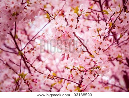 Cherry Blossom