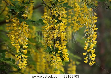Golden Rain Flowers