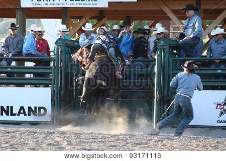 MERRITT B.C. CANADA - May 30 2015: Bull rider riding in the first round of The 3nd Annual Ty Pozzobon Invitational PBR Event.