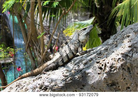 Large iguana resting on a rock