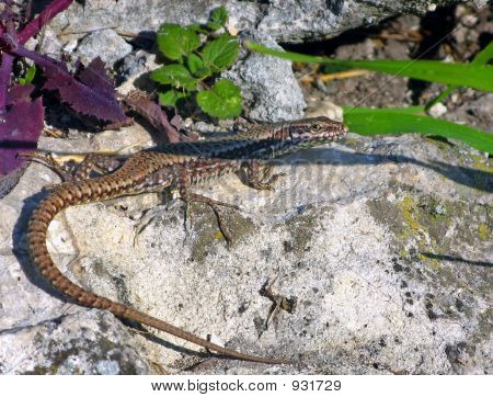Lagarto
