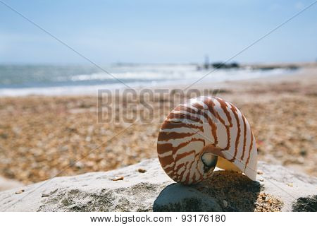 nautilus shell on peblle beach and sea waves near Bournemouth, UK. shallow dof