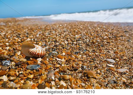 nautilus shell on peblle beach and sea waves near Bournemouth, UK. shallow dof