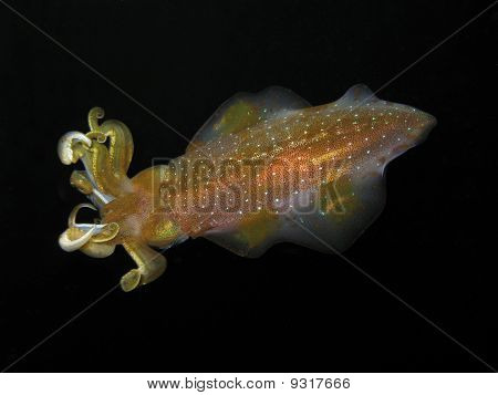Caribbean Reef Squid In Dominica