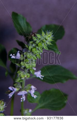 Macro Holy Basil