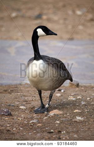 Canada goose (Branta canadensis). Wildlife animal. 