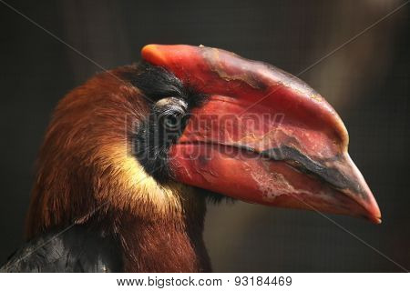 Rufous hornbill (Buceros hydrocorax), also known as the Philippine hornbill.