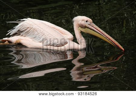 Great white pelican (Pelecanus onocrotalus), also known as the rosy pelican. Wildlife animal. 