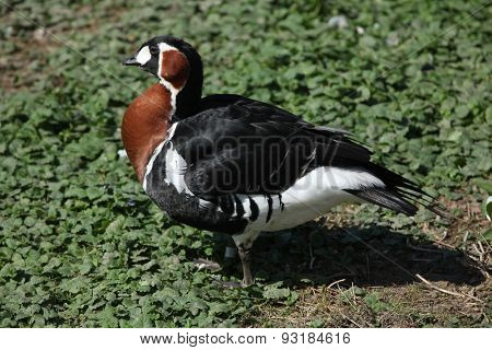 Red-breasted goose (Branta ruficollis). Wildlife animal. 