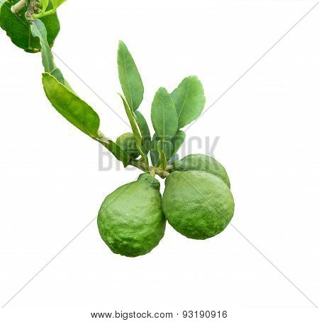 Bergamot