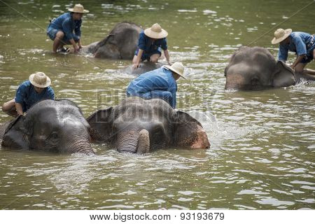 Mahouts bath and clean the elephants in the river