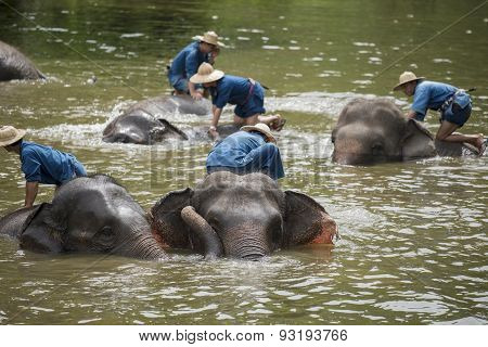 Mahouts bath and clean the elephants in the river