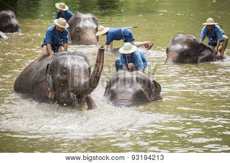Mahouts bath and clean the elephants in the river