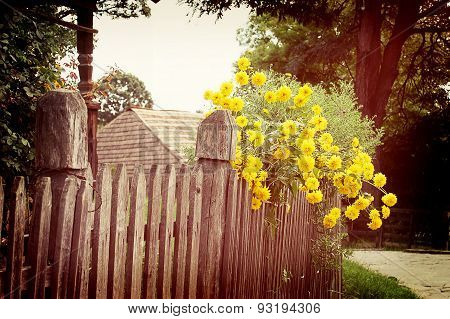 old wooden fence and many yellow flowers