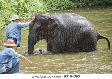 Mahouts bath and clean the elephants in the river