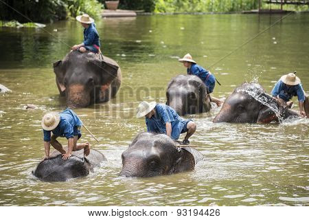 Mahouts bath and clean the elephants in the river