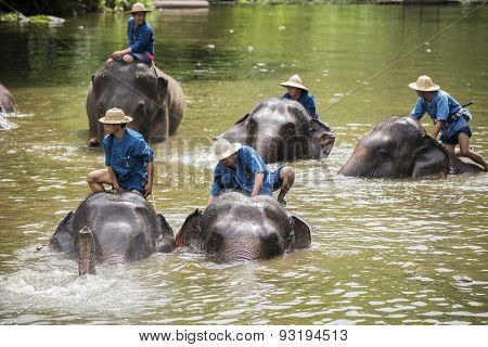 Mahouts bath and clean the elephants in the river
