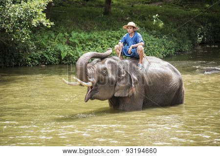 Mahouts bath and clean the elephants in the river