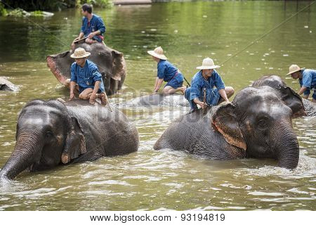 Mahouts bath and clean the elephants in the river