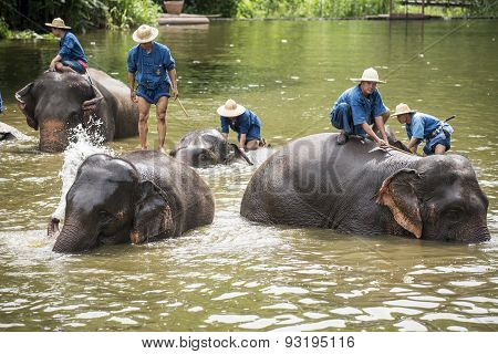 Mahouts bath and clean the elephants in the river